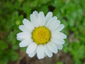 Daisy_flower_green_background